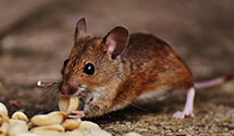 24 Hour & Emergency Exterminators in Bellflower, CA